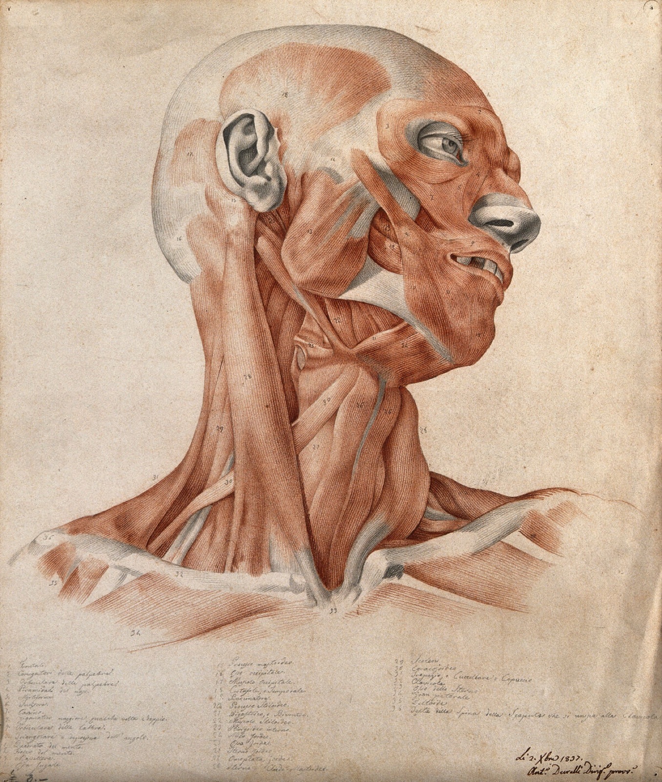 Muscles and tendons of the head and neck: écorché figure. Red chalk and pencil drawing by A. Durelli, 1837. — Durelli, Antonio