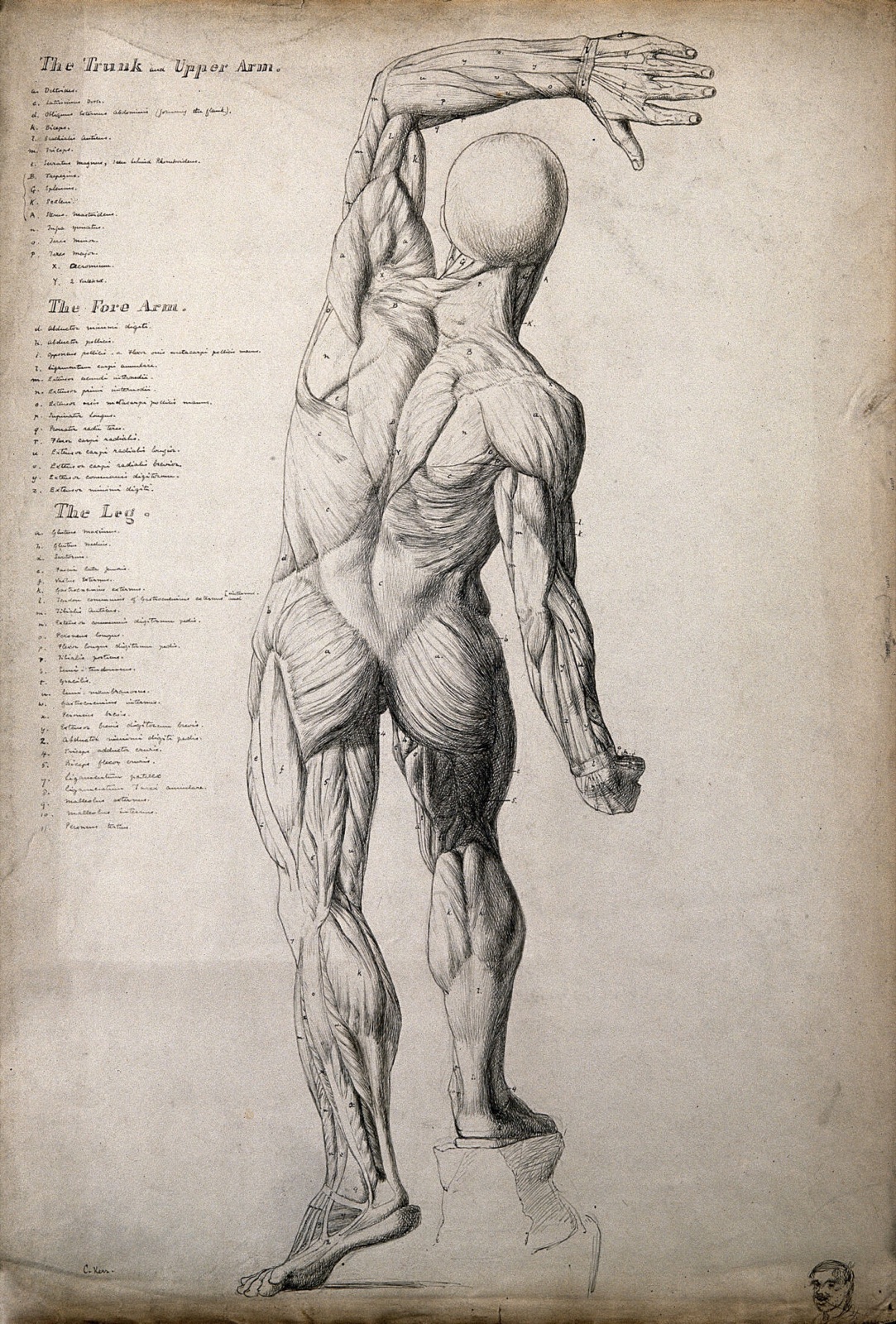 Male écorché figure, rear view, with one arm raised above its head. Pen and ink drawing by C. Kerr, ca. 1874. — Charles H. M. Kerr