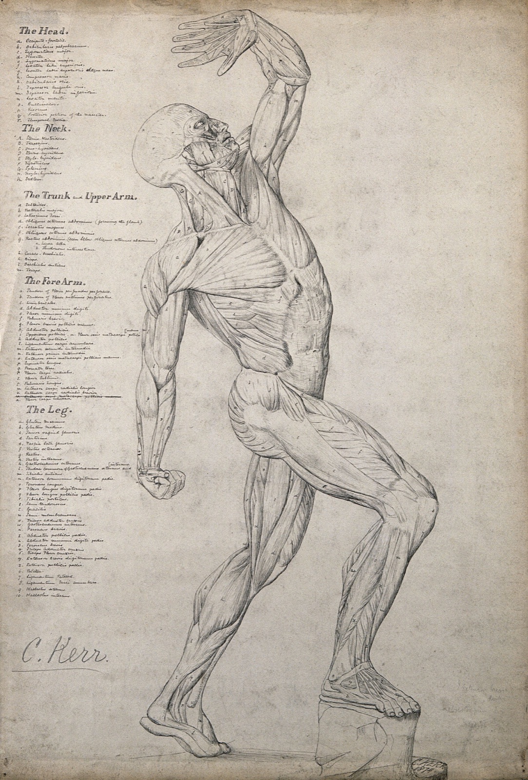 Male écorché figure, side view, with one arm raised above its head. Pen and ink drawing by C. Kerr, 1874. — Charles H. M. Kerr
