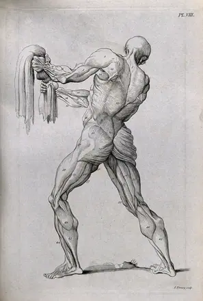 An écorché figure gripping a piece of cloth, with left leg bent, seen from behind. Line engraving by J. Tinney, 1743, after W. Cowper. — William Cowper