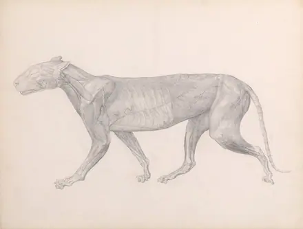 George Stubbs - A Comparative Anatomical Exposition of the Structure of the Human Body with that of a Tiger and a Co... - Google Art Project (2342988) — George Stubbs