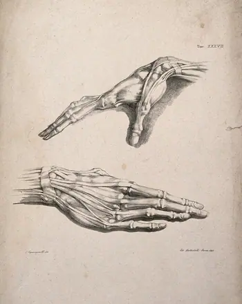 Muscles and tendons of the hand: two figures of écorché hands. Lithograph by Battistelli after C. Squanquerillo, 1840. — Unknown artist