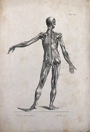 An écorché figure, with left arm extended, seen from the back. Lithograph by Rosi after C. Squanquerillo, 1836. — Unknown artist