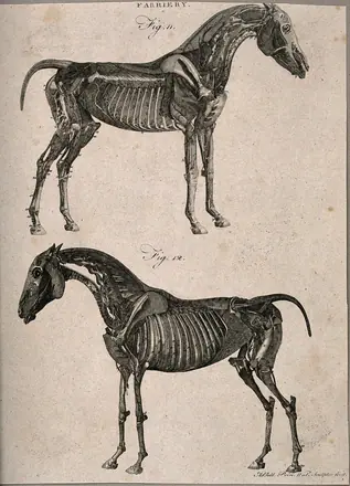 Two écorché horses: left and right side views. Line engraving with etching by A. Bell, 1770/1800?. — Unknown artist