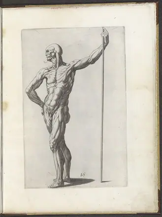 Tekenvoorbeeld van een staand écorché Varie figvre academiche Diversche figvren wt de academia (serietitel), RP-P-1998-224 — Unknown artist
