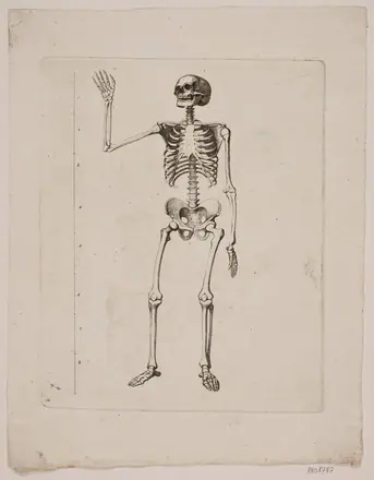 Skelet — Gerhard Ludvig Lahde