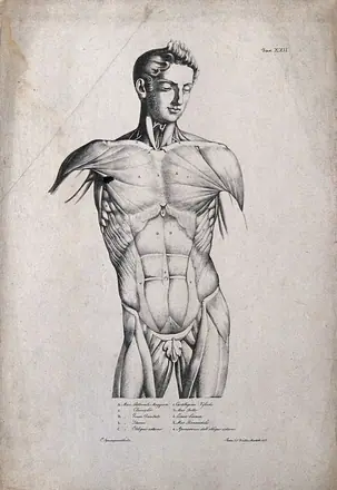 An écorché figure (torso): front view. Lithograph by Wieller and Martelli after Squanquerillo, 1838. — Unknown artist