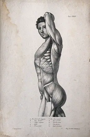 An écorché figure seen from the side. Lithograph by Wieller and Martelli after Squanquerillo, 1838. — Unknown artist
