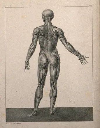An écorché figure, back view, with right arm extended. Lithograph by N.H Jacob, 1831/1854. — Unknown artist