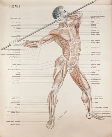 Artistic poses, plate VII: a man écorché aiming a spear. Lithograph by Robert J. Colenso. — Unknown artist