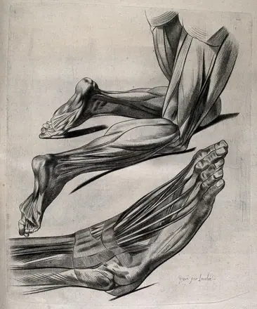 Muscles of the legs and feet: two écorché figures. Crayon manner print by Lavalée after J. Gamelin, 1778/1779. — Unknown artist
