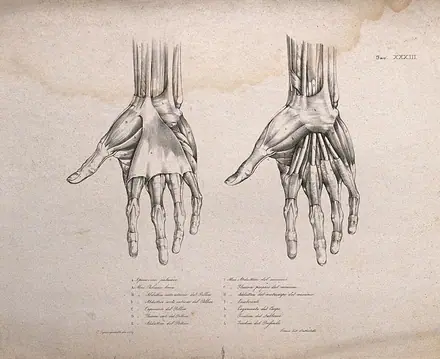 Muscles and bones of the hand: two figures of écorché hands. Lithograph by Battistelli after C. Squanquerillo, 1839. — Unknown artist