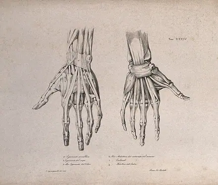 Muscles and ligaments of the hand: two figures of écorché hands. Lithograph by Martelli after C. Squanquerillo, 1839. — Unknown artist