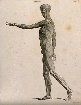 An écorché with left arm extended forwards, seen from the left side. Line engraving by Campbell, 1816/1821. — Unknown artist