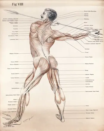 Artistic poses, plate VIII: a man, écorché, aiming a spear. Lithograph by Robert J. Colenso. — Unknown artist