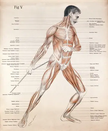 Artistic poses, plate V: a man, écorché, pulling a rope. Lithograph by Robert J. Colenso. — Unknown artist