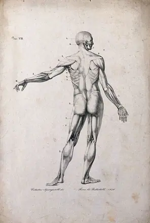 An écorché figure, with left arm extended, seen from the back. Lithograph by Battistelli after C. Squanquerillo, 1836. — Unknown artist