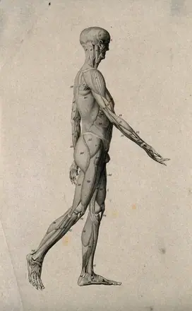 An écorché figure, walking towards the right, seen in right profile. Engraving, ca. 1800. — Unknown artist