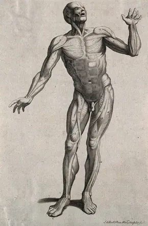 A man, écorché, in the pose of an orator. Line engraving by A. Bell after W. Cowper, 1790/1810(?). — Unknown artist