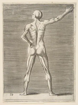 Flayed man seen from behind, his right arm extended — Giulio Bonasone