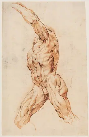 Anatomisk studie af en gående mand, drejet mod venstre (écorché) — Willem Panneels