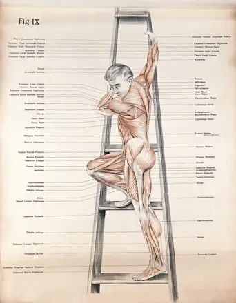 Artistic poses, plate IX: a man écorché climbing a ladder. Lithograph by Robert J. Colenso. — Unknown artist