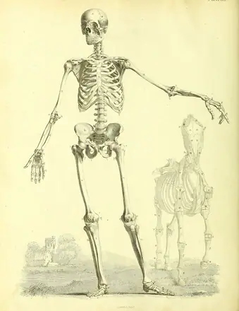 Barclay Mitchell Skeletons 0016 Plate 01 — Bernhard Siegfried Albinus / George Stubbs