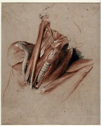 Neck of an écorché figure. Chalk drawing by C. Landseer, ca. 1825. — Unknown artist