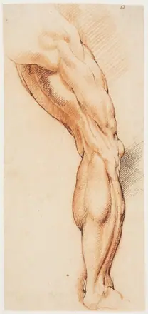 Anatomisk studie af en flået mands højre ben, set bagfra og drejet mod højre (écorché) — Willem Panneels