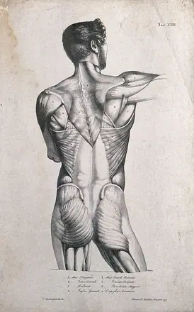 An écorché figure (torso): back view. Lithograph by Wieller and Martelli after Squanquerillo, 1838. — Unknown artist