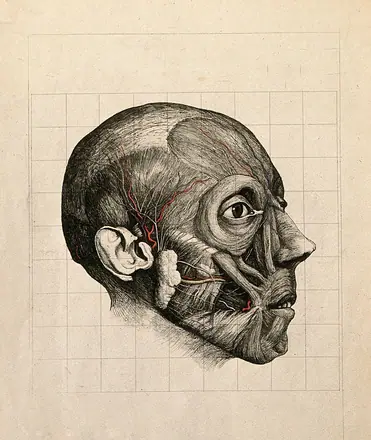 Écorché head of a man, subcutaneous level, seen in profile, with blood vessels indicated in blue and red. Etching with watercolour by A. von Perger, ca. 1850. — Unknown artist