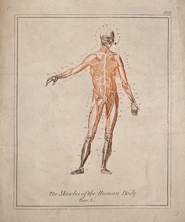 An écorché: front view with right arm extended. Colour line engraving after B.S. Albinus. — Unknown artist
