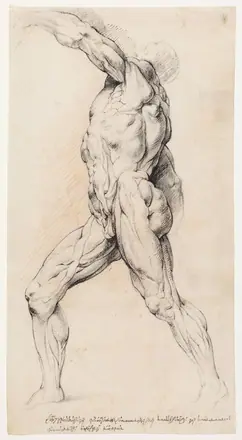 Anatomisk studie (écorché).En gående, flået mand med løftet venstre arm, venstre drejet — Willem Panneels