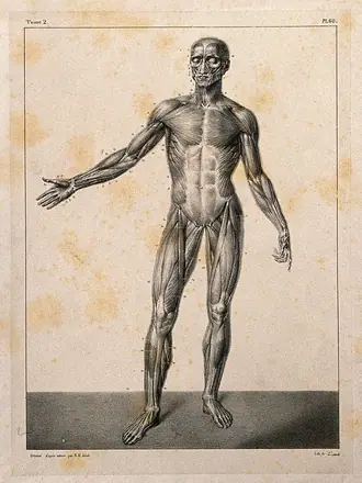 An écorché figure, front view, with right arm extended. Lithograph by N.H Jacob, 1831/1854. — Unknown artist