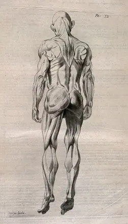An écorché figure, seen from behind, as if suspended. Crayon manner print by Lavalée, after J. Gamelin, 1778/1779. — Unknown artist