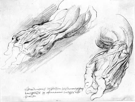 Anatomiske studier. En mands flåede venstre underarm i to positioner — Willem Panneels