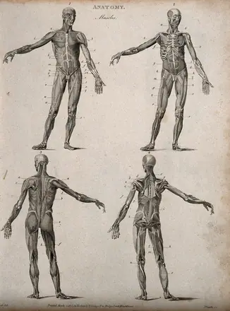 Four écorché figures, front and back views. Line engraving by Heath, after Walker, 1806. — Unknown artist