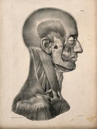 Muscles of the head and neck: an écorché seen in profile. Lithograph by N.H Jacob, 1831/1854. — Unknown artist