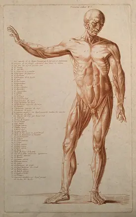 An écorché with right arm raised, seen from the front. Crayon manner print, ca. 1790. — Unknown artist