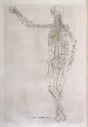 Tab. XVIIII No. 1. Annotated standing ecorche. — Unknown artist