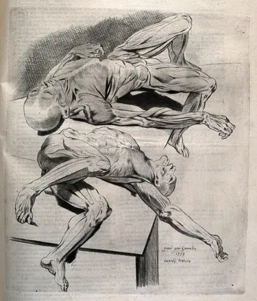 Two écorché figures lying on a table. Crayon manner print by J. Gamelin after himself, 1779. — Unknown artist