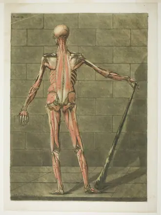 Posterior View of Muscle Man, plate nine from Myologie complete — Arnauld Éloi Gautier d'Agoty