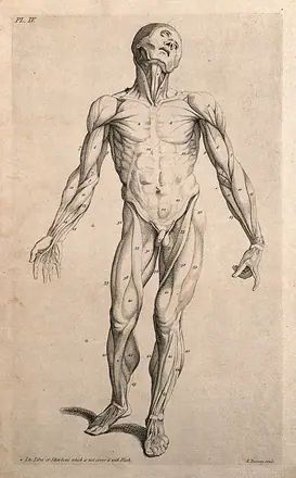 An écorché figure seen from the front. Line engraving by J. Tinney, after A. Vesalius, 1743. — Unknown artist