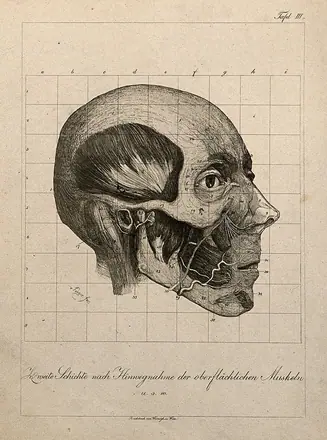 Écorché head of a man, shown at layer beneath superficial muscles, seen in profile. Etching, by A. von Perger, ca. 1850. — Unknown artist