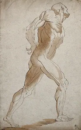 An écorché male figure, lateral view seen from the right. Pen and ink drawing. — Unknown artist