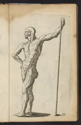 Plate IX- Artist study of anatomical male standing - DPLA - 7904a4a629dacb8f29d2545fd75a4bc2 — Salmon, William, 1644-1713
