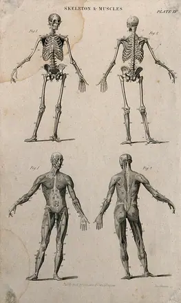 Two skeletons and two écorché figures. Engraving by J. Johnstone, after Albinus, 1830/1850 (?). — Unknown artist