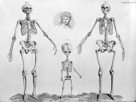 Barclay, J., The Anatomy of the bones... Wellcome L0028782 — Unknown artist