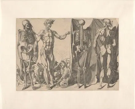 Skeletten en Écorchés, RP-P-2018-567 — Unknown artist