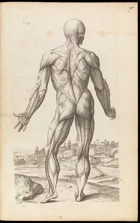 Ecorche figure. Abregé d'anatomie, accommodé aux arts — Unknown artist